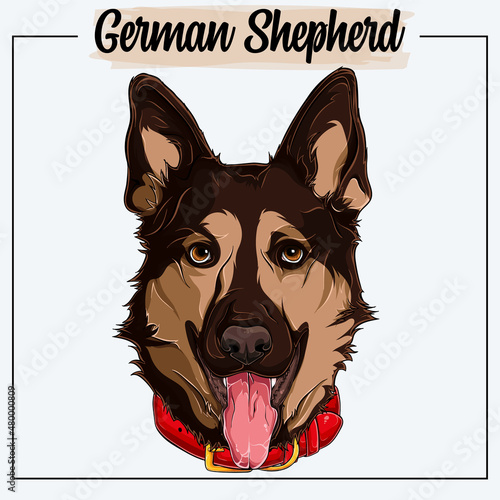 German shepherd face isolated with a red collar