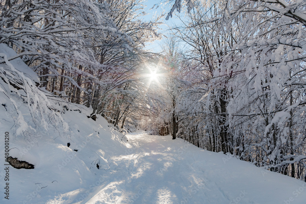 Obraz premium Lo foresta innevata in Appennino