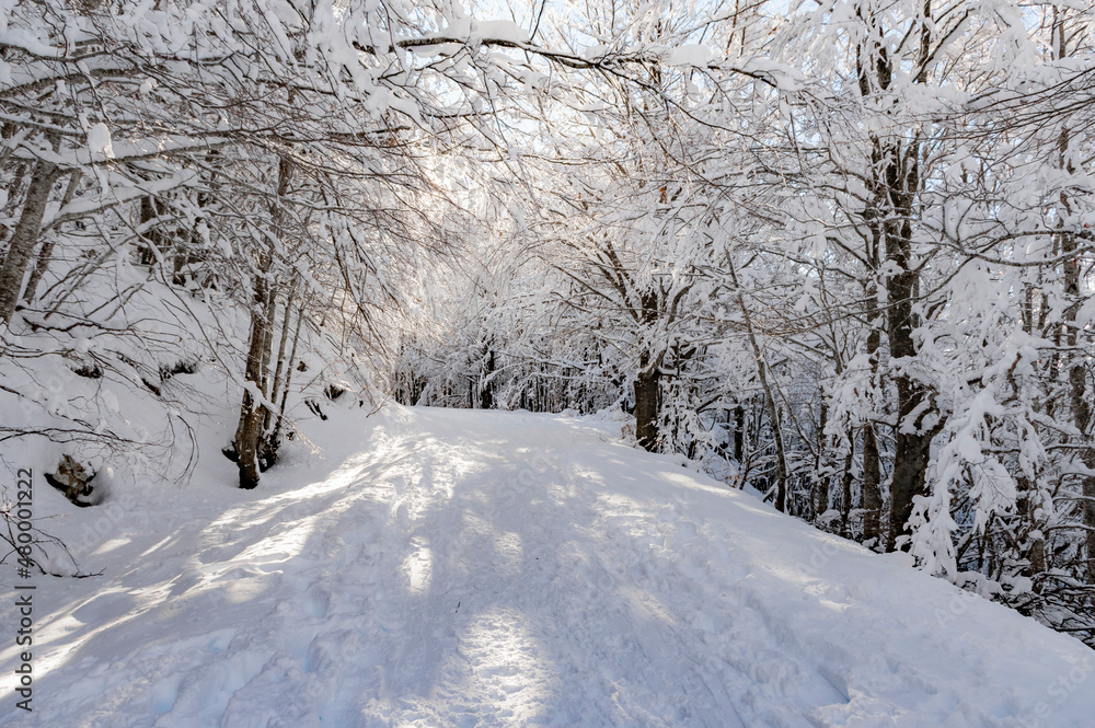 custom made wallpaper toronto digitalLo foresta innevata in Appennino