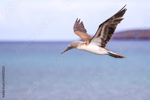 A Blue-footed Booby searching for fish along the coastline of Santa Cruz Island at Cerro Dragon, in the Galapagos Islands.