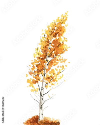 Slender autumn birch with yellow and orange foliage on a white background