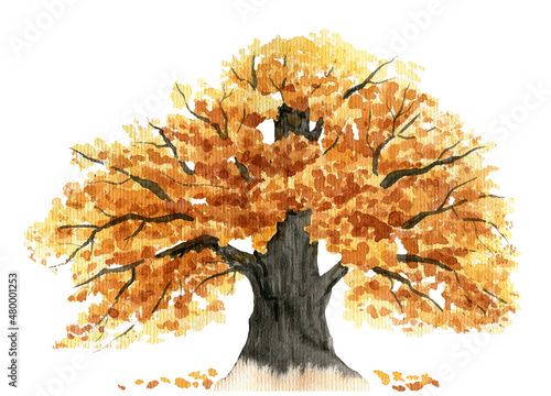 Large autumn oak tree with orange and yellow foliage on a white background 