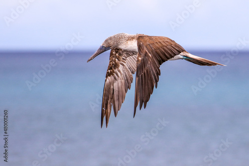 A Blue-footed Booby searching for fish along the coastline of  Santa Cruz Island at Cerro Dragon, in the Galapagos Islands. photo