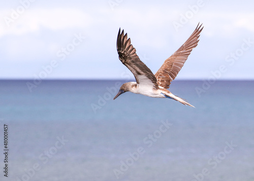 A Blue-footed Booby searching for fish along the coastline of  Santa Cruz Island at Cerro Dragon, in the Galapagos Islands. © Bill
