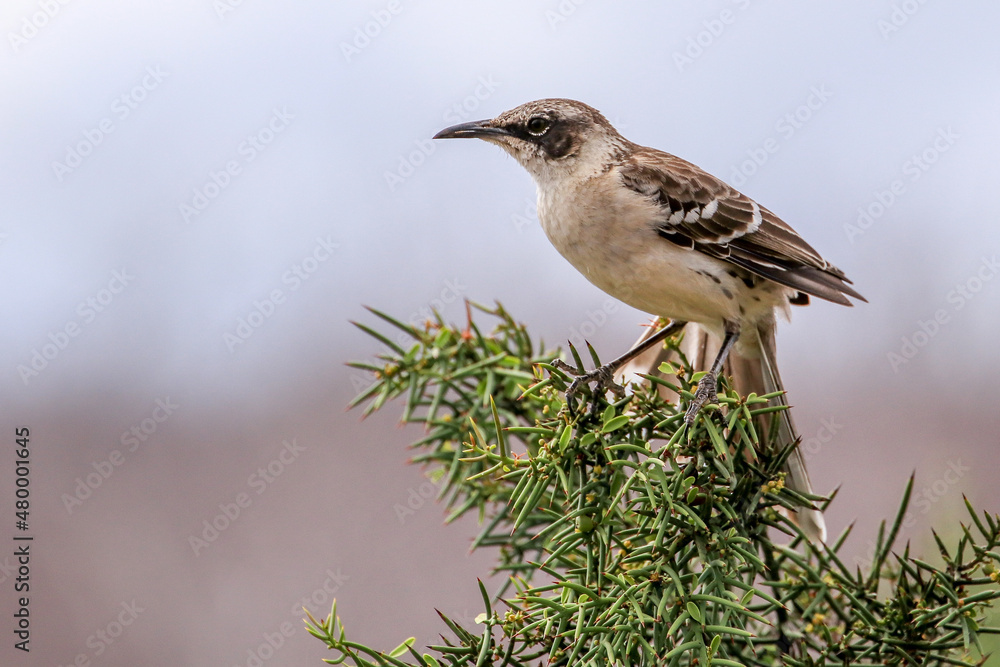 A female Mockingbird, drab by comparison to the brightly coloured male, rests in a tree on Santa Cruz in the Galapagos Islands.