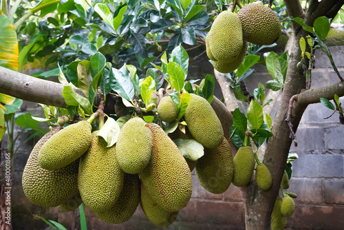 The jackfruit  Artocarpus heterophyllus   also known as jack tree  is a species of tree in the fig  mulberry  and breadfruit family  Moraceae . Sri Lanka and the rainforests of Malaysia  Indonesia.