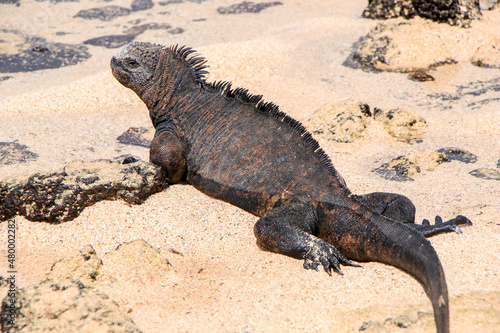 A Marine Iguana soaks up the sun on the beach of Las Bachas on Santa Cruz in the Galapagos.