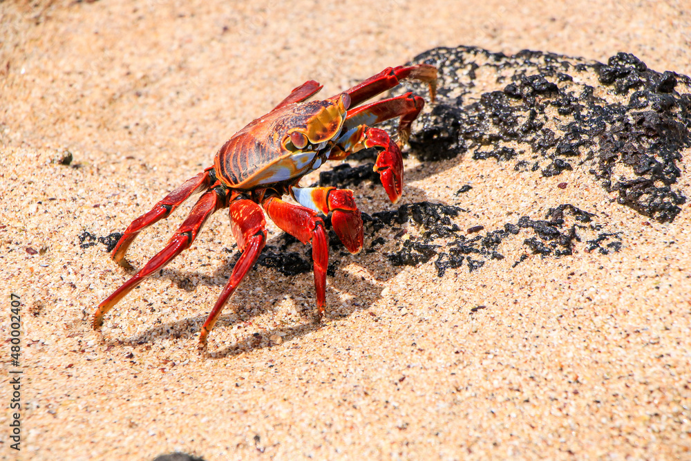 An adult Sally Lightfoot Crab scuttles across the rocks on the beach of Las Bachas on Santa Cruz in the Galapagos. An adult Sally Lightfoot Crab scuttles across the rocks on the beach of Las Bachas on Santa Cruz in the Galapagos.