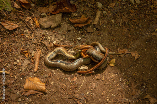 Konstfotografi A smooth snake (Coronella austriaca) eating a slow worm (Anguis fragilis), Plitvice Lakes National Park, Croatia