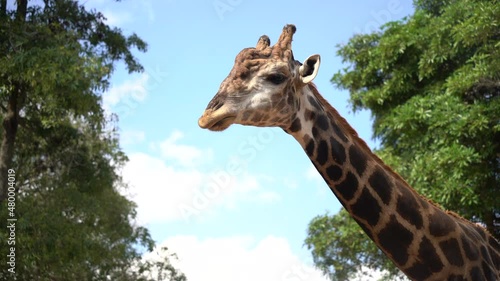 Head africa giraffe in a wildlife park, zoo safari