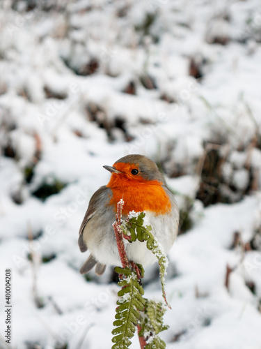 Obraz na plátně A robin in snow, sitting on a branch