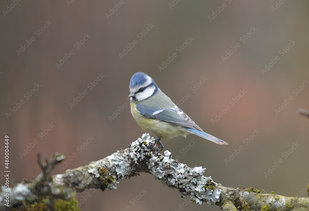 Naklejka premium Blaumeise auf Ast