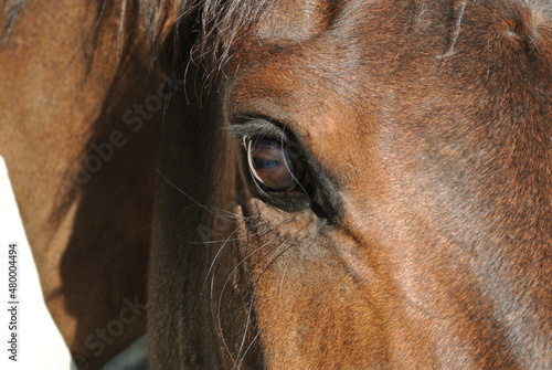 eye of a bay horse