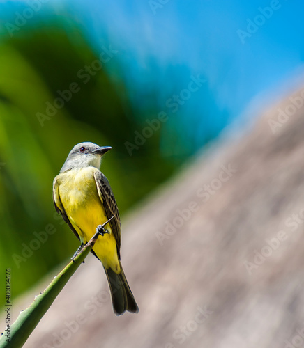 Social Flycatcher Bird in the grounds of our hotel in Mexico