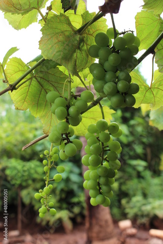 grape tree