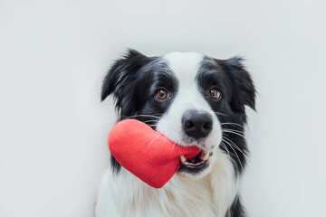St. Valentine's Day concept. Funny portrait cute puppy dog border collie holding red heart in mouth isolated on white background, close up. Lovely dog in love on valentines day gives gift