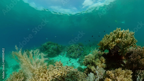 Coral garden seascape. Colourful tropical coral. Philippines.