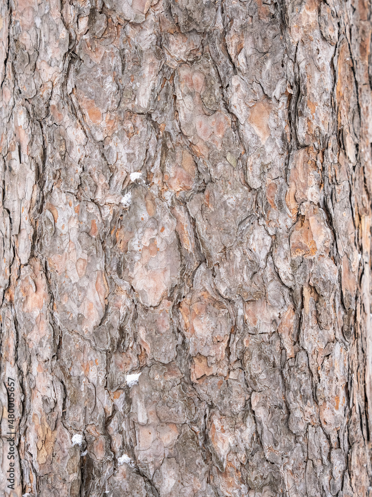 Old wood pine bark texture or background. Old wood pine bark texture or background.