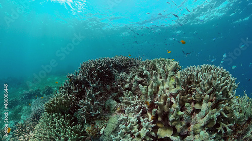 Tropical Fishes on Coral Reef  underwater scene. Philippines.