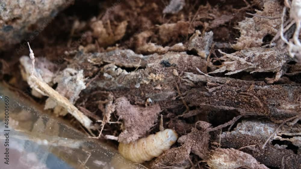 Known as Butod locally, Sago Grub or Sago Worm is a delicacy, as well as the most exotic food of Sabah. Known as Butod locally, Sago Grub or Sago Worm is a delicacy, as well as the most exotic food of Sabah.