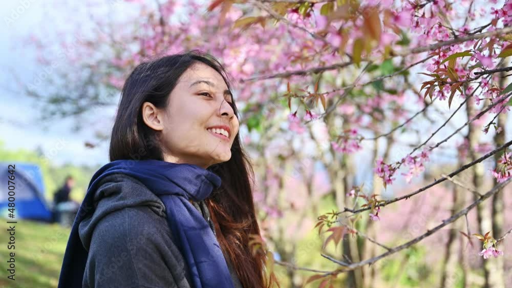 Beautiful young asian woman with Wild Himalayan Cherry tree blooming in garden on springtime in bright day at Chiang Mai Beautiful young asian woman with Wild Himalayan Cherry tree blooming in garden on springtime in bright day at Chiang Mai