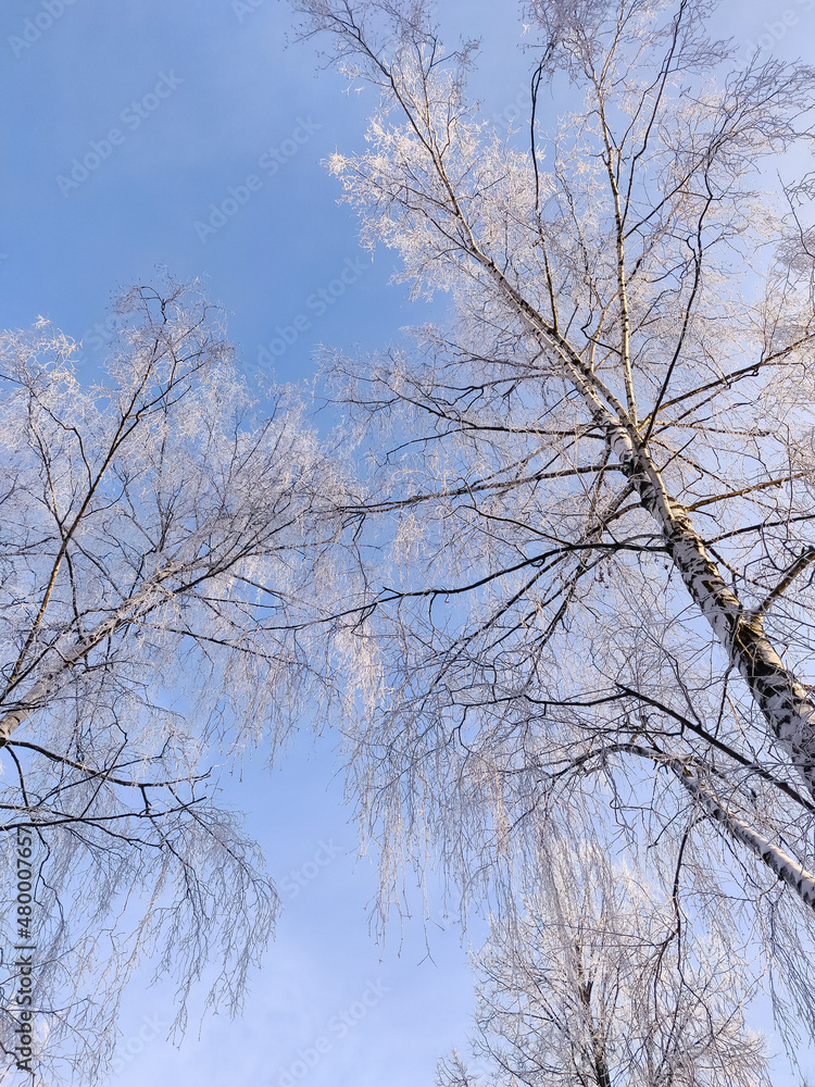 Snow covered plants and tree branches. Winter rural  natural landscape.