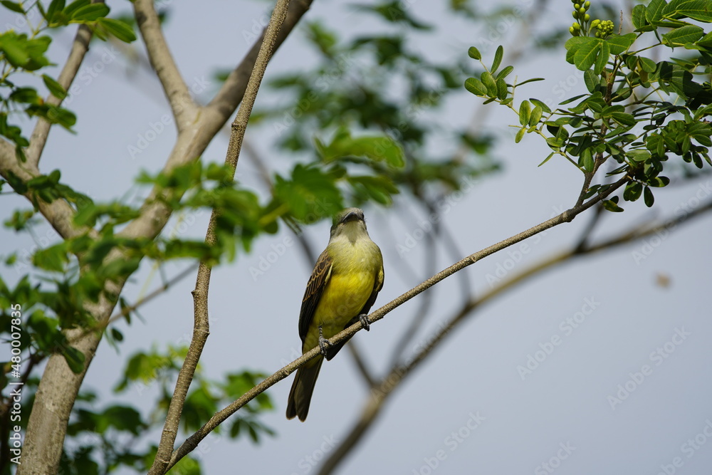 Tropical kingbird (Tyrannus melancholicus) is a large tyrant flycatcher. Amazon, Brazil.