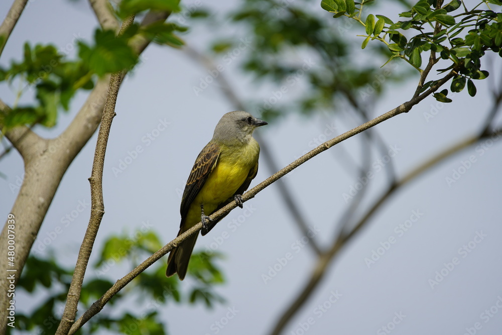 Fototapeta premium Tropical kingbird (Tyrannus melancholicus) is a large tyrant flycatcher. Amazon, Brazil.