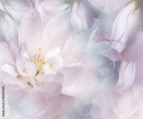 Jasmine flowers.   Floral light purple background. Petals jasmine. Close-up. Nature. © nadezhda F