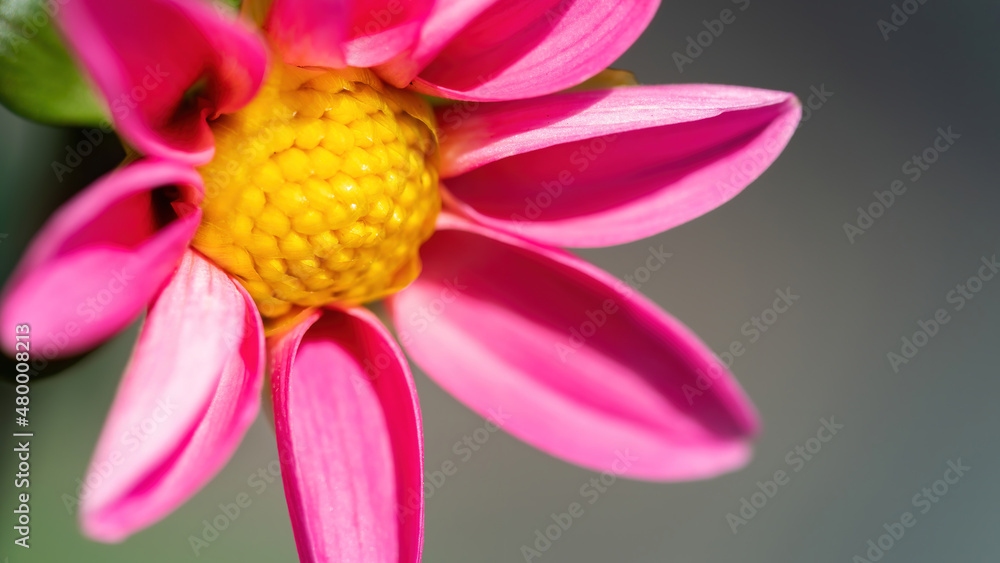 Pink dahlia flower with yellow stamens macro photography. Pink daisy close-up in high resolution with copy space for banner. Youth and health concept. Pink dahlia flower with yellow stamens macro photography. Pink daisy close-up in high resolution with copy space for banner. Youth and health concept.