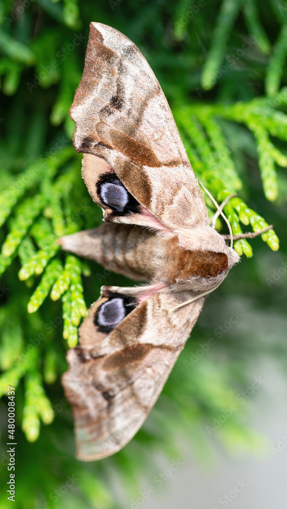 Obraz premium Shaggy moth with eyes sits on thuja branches macro photography. A hairy night moth is hiding in the garden thickets close-up. A rendered image of a butterfly, its wings and pollen.