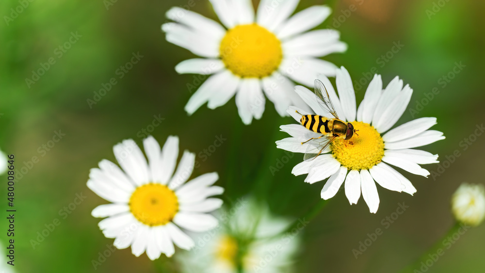 Fly hoverfly macro photography. A hoverfly sits on a chamomile flower. White flowers on a flower bed close-up with copy space. Fly hoverfly macro photography. A hoverfly sits on a chamomile flower. White flowers on a flower bed close-up with copy space.