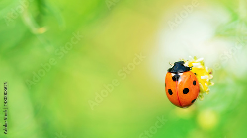 Obraz na plátně Seven-spotted ladybug sits on a chamomile flower macro photography