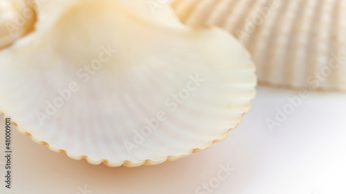 Clam shell bay scallop macro photography for cosmetic and pharmaceutical advertising podium. Seashells close up background with copy space.
