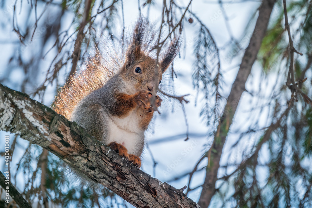 The squirrel with nut sits on tree in the winter or late autumn The squirrel with nut sits on tree in the winter or late autumn