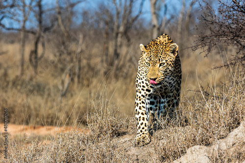 Leopard in Südafrika