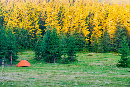 Orange tent camp in green forest