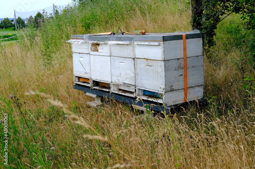 wooden beehives summer, bright sun illuminates the bee houses, insects fly home with the collected honey, concept of beekeeping, getting useful honey, natural ecological product