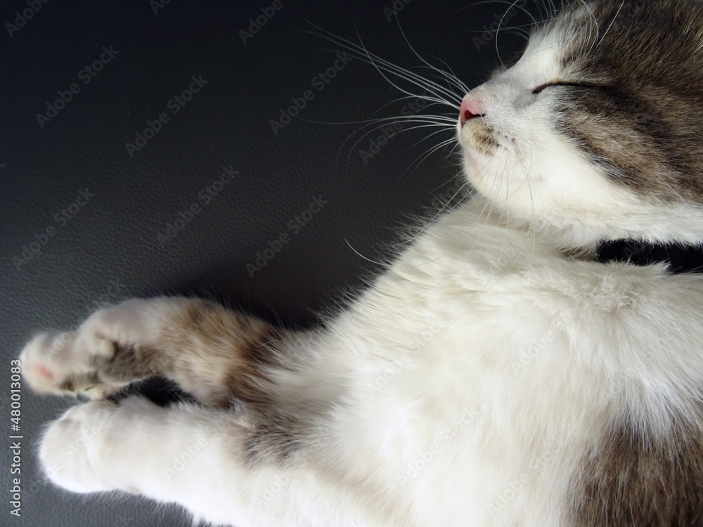 Fototapeta premium Sweet Fluffy Gray and White Cat sleeping cozy