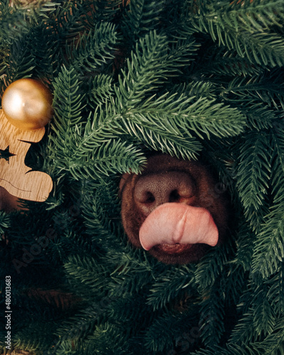 
Dog peeking out of the christmas tree