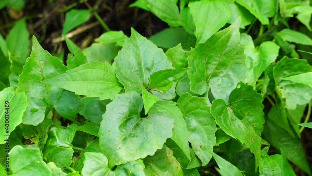 Mikania micrantha (also called Asteraceae, bitter vine, climbing hemp vine, American rope, mile-a-minute vine, Japani lota) with a natural background Mikania micrantha (also called Asteraceae, bitter vine, climbing hemp vine, American rope, mile-a-minute vine, Japani lota) with a natural background