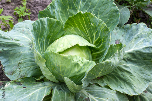 White cabbage growing in home vegetable garden