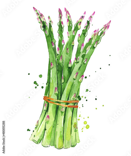 Asparagus watercolor illustration
