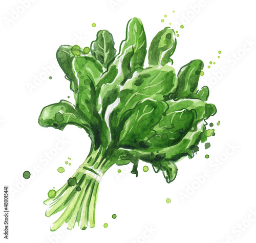 Spinach watercolor illustration