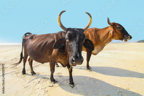 Kühe an der Badeküste Goa