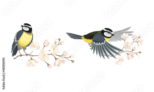 Tit bird and blooming twig of sakura tree set cartoon vector illustration © Happypictures