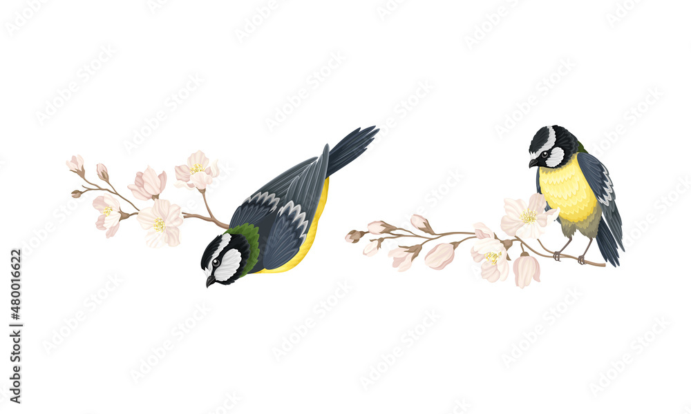 Fototapeta premium Titmouse birds and blooming twigs of apple or sakura tree cartoon vector illustration