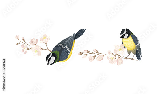 Titmouse birds and blooming twigs of apple or sakura tree cartoon vector illustration