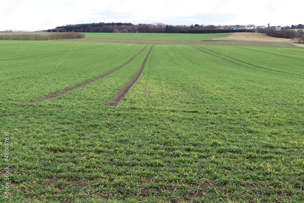 Grünes Feld im Winter. Grünes Feld im Winter.