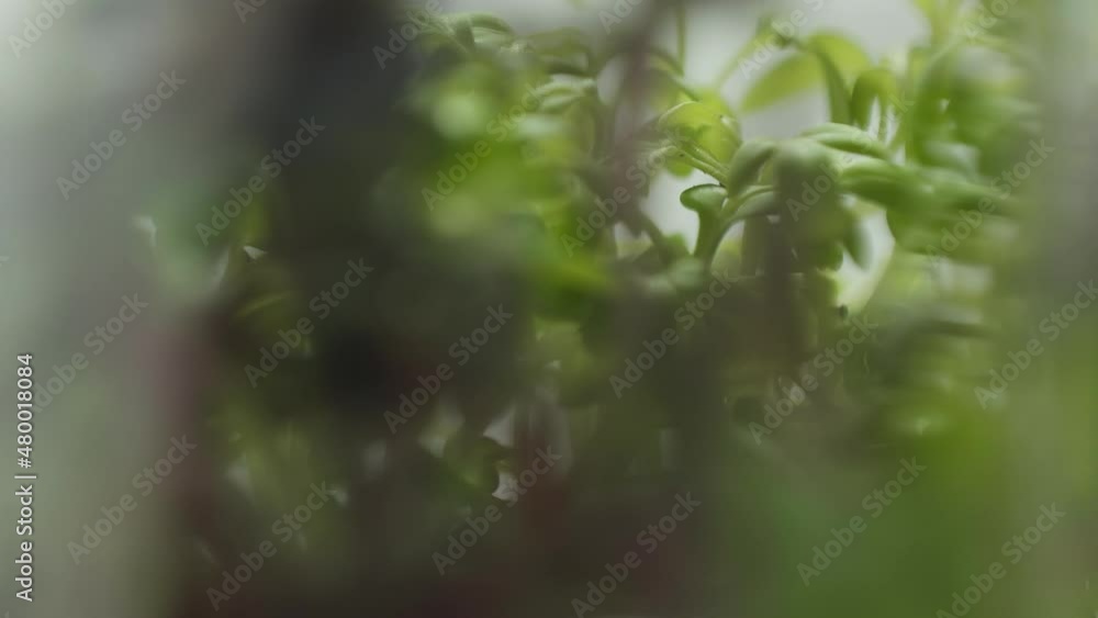 Organic food with microgreen, Farm products, healthy nutrition green plants. Organic food with microgreen, Farm products, healthy nutrition green plants.